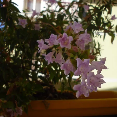 La Perla Матера